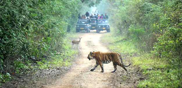 tiger walking dirt road amidst trees_1048944 4340569