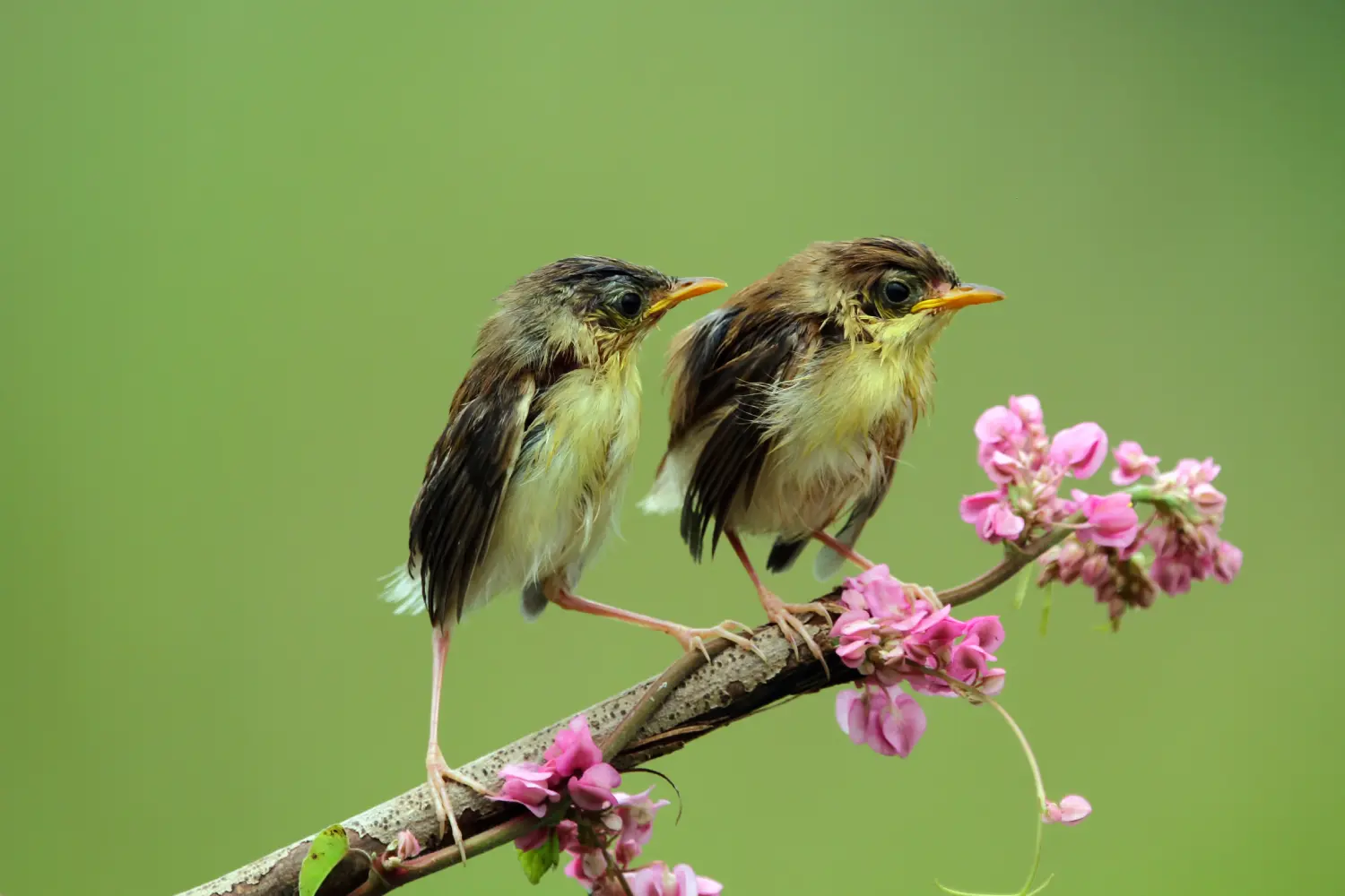 zibaby zitting cisticola bird waiting food from its mothertting cisticola bird branch