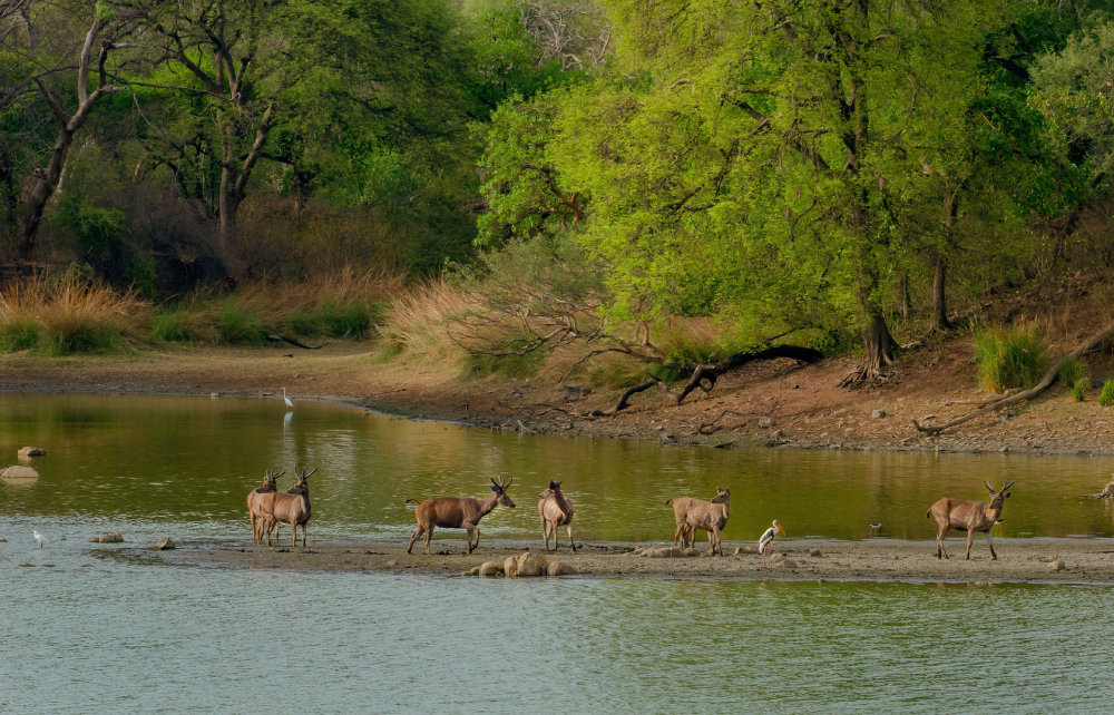 Ranthambore With Sitamata Wildlife Sanctuary