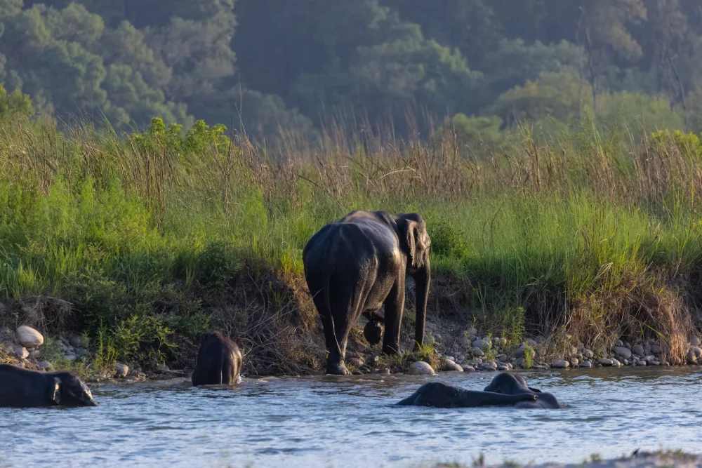 jim corbett national park