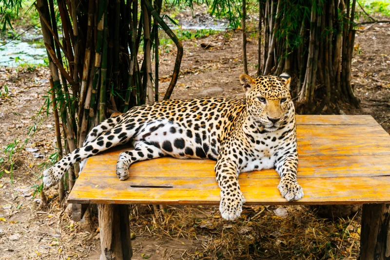 Jhalana Leopard Safari Park