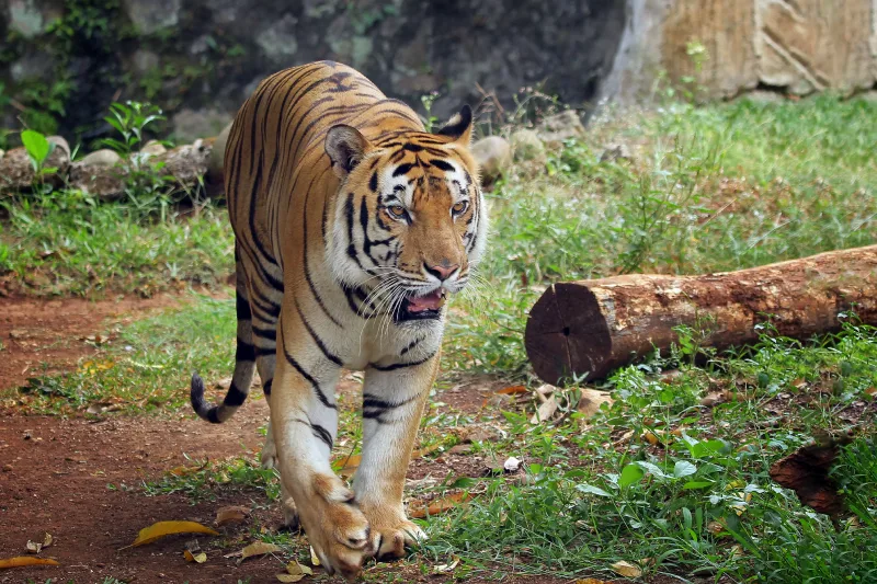 Sariska Tiger Reserve