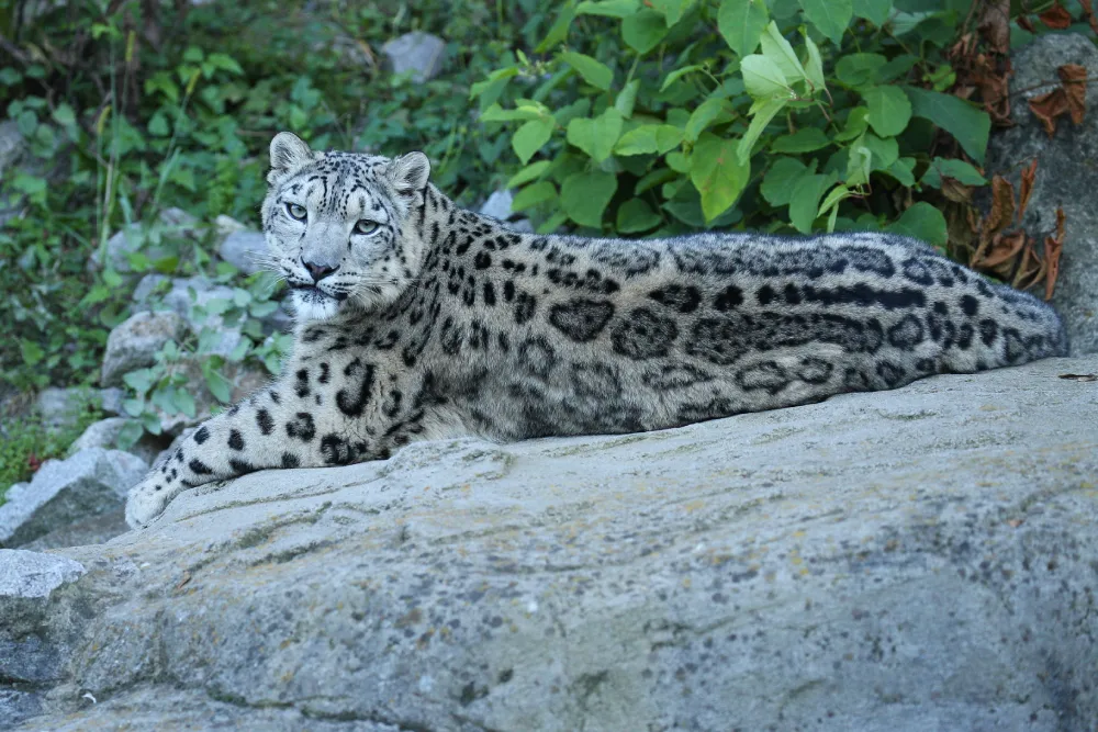 Snow Leopard Expedition
