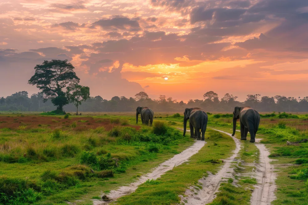 Kaziranga National Park
