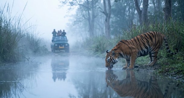 Wildlife Safari Tours