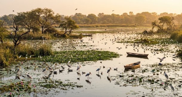 Bharatpur Birds Wetland