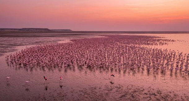 Flamingos Gujarat