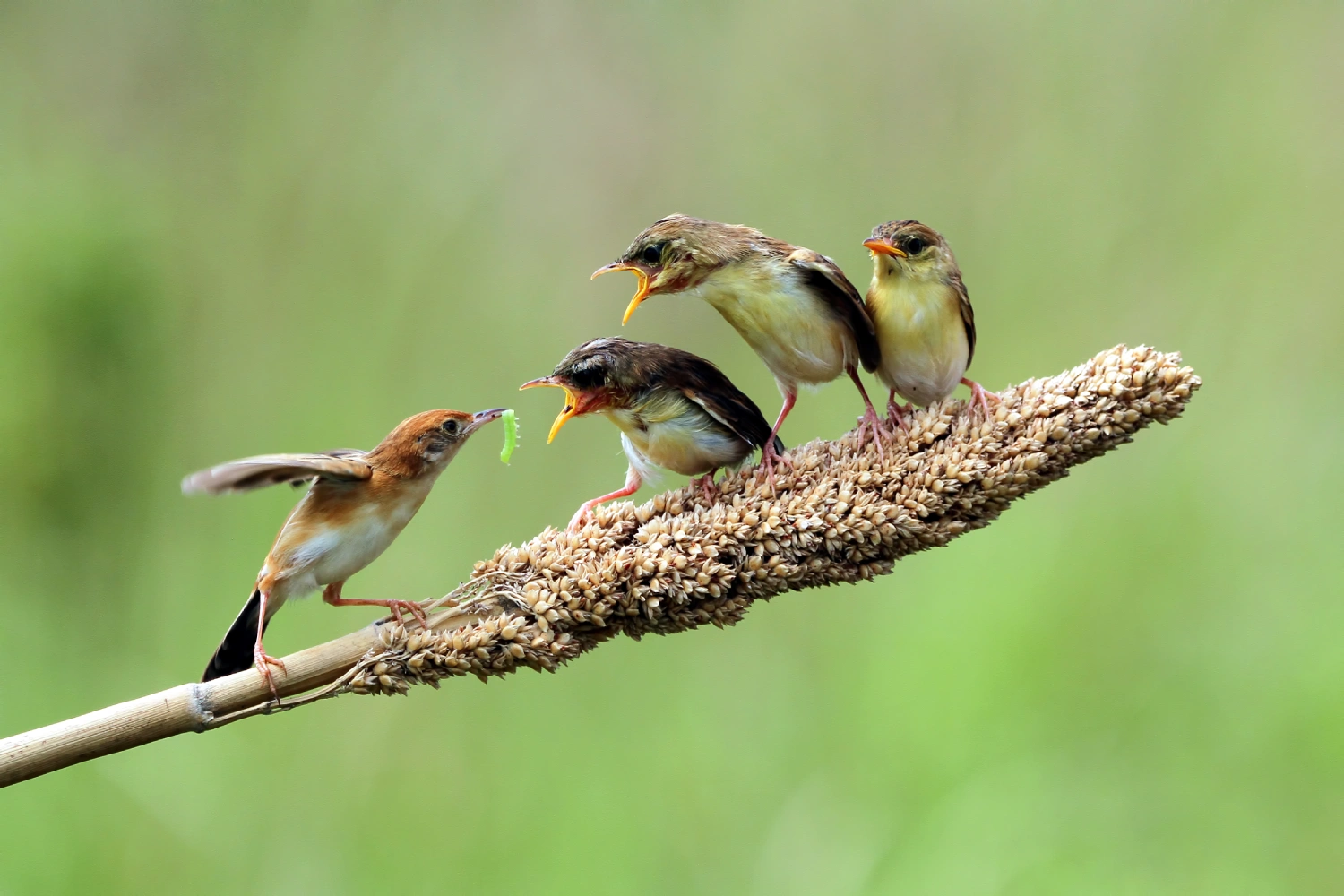 Rare species and habitats